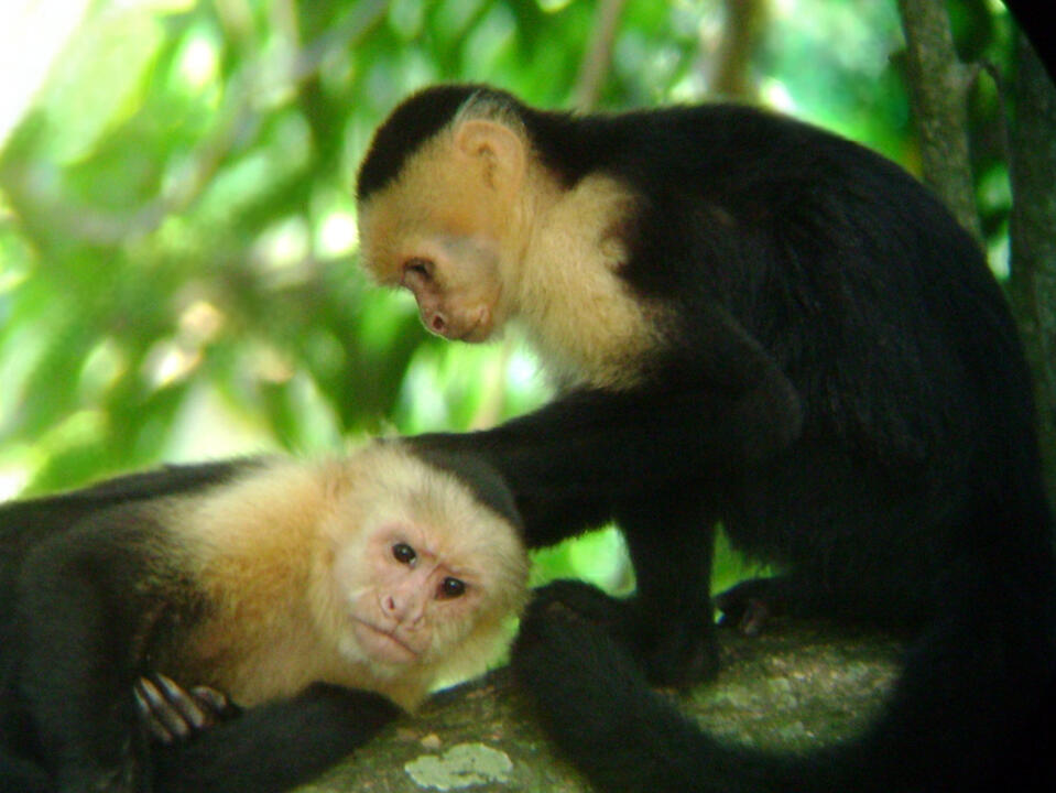 One of the four monkey species in Costa Rica and one of the most intelligent monkey species on the planet. Nature and Wildlife in Costa Rica