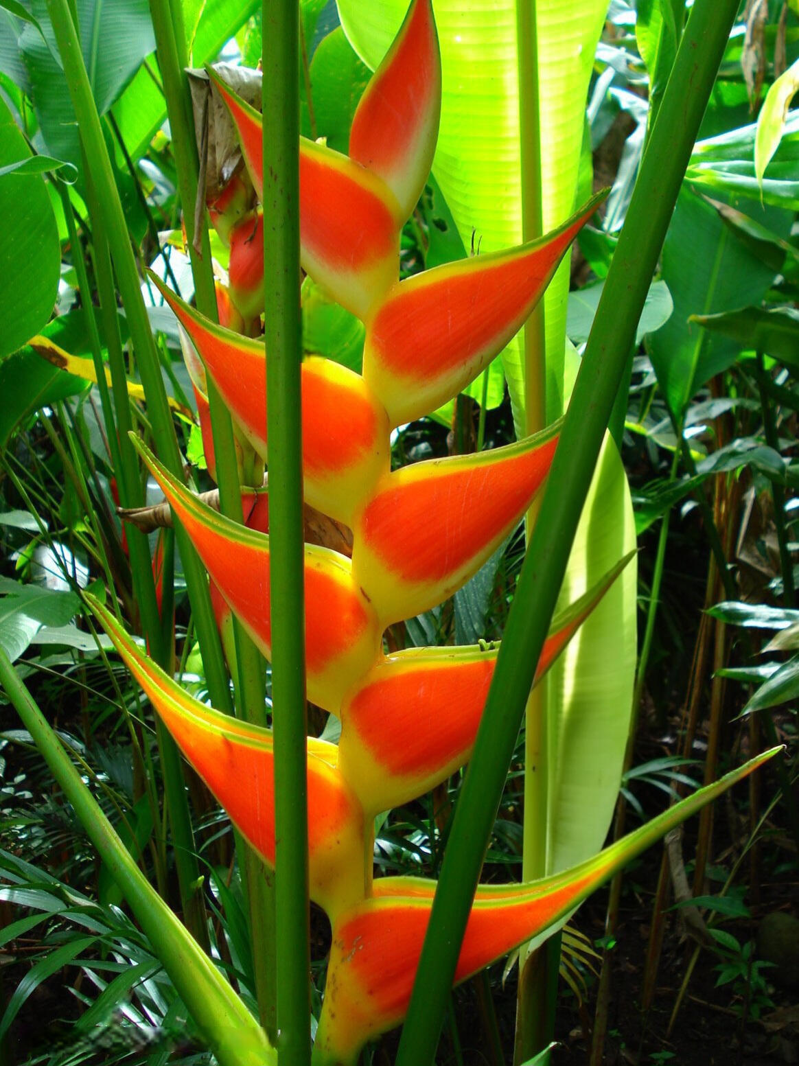 Heliconia spp Heliconias are a group of exotic tropical plants that undoubtedly always catch the eye of every visitor. Nature and Wildlife in Costa Rica.